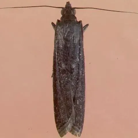thumbnail for publication: Life Cycle of the Lesser Cornstalk Borer in Sugarcane